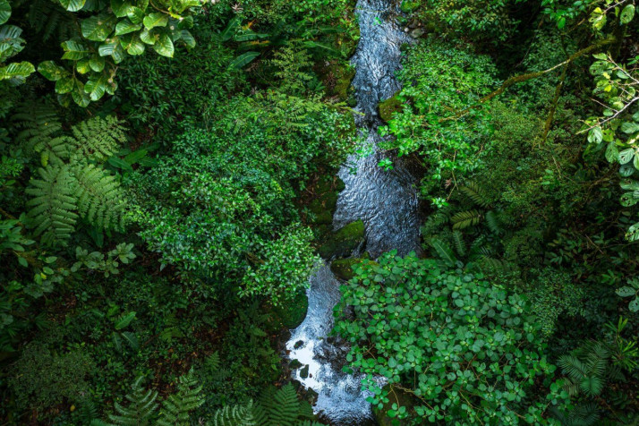 Monteverde Cloud Forest MacBook Wallpaper 1536x1024px