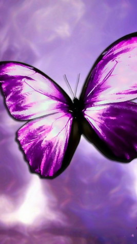 Butterfly Android Wallpaper Image 1080x1920px