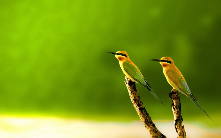 Birds HD Wallpaper 2560x1600px