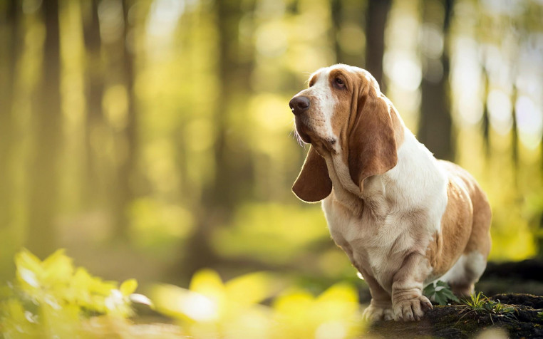 Basset Hound Dog Widescreen HD Wallpaper 1920x1200px