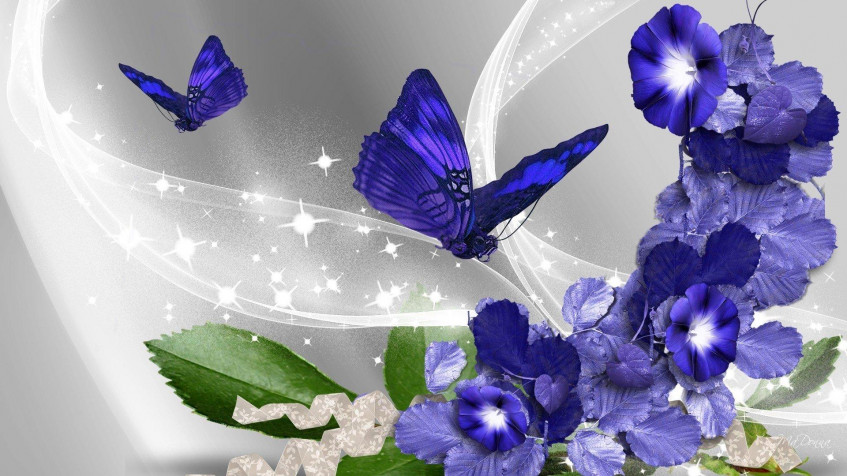 Butterflies Hd Full HD 1080p Wallpaper 1920x1080px