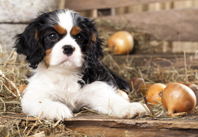 Charles Spaniel Dog HD Background 8000x5533px