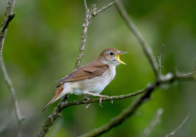 Nightingale Desktop Wallpaper 1600x1120px