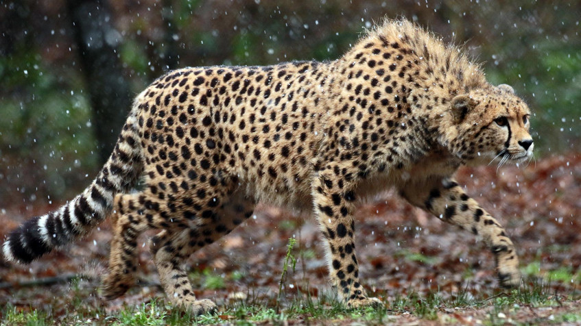 Gepard Full HD 1080p Wallpaper 1920x1080px