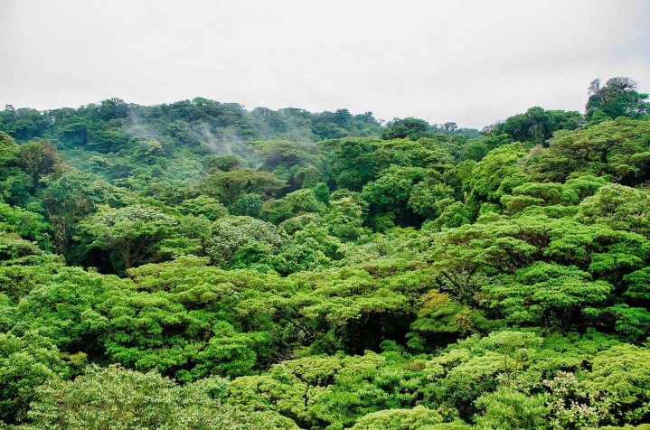 Monteverde Cloud Forest Wallpaper Image 1600x1059px