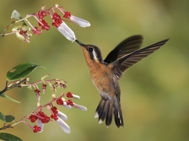 Birds Laptop Wallpaper 1600x1200px