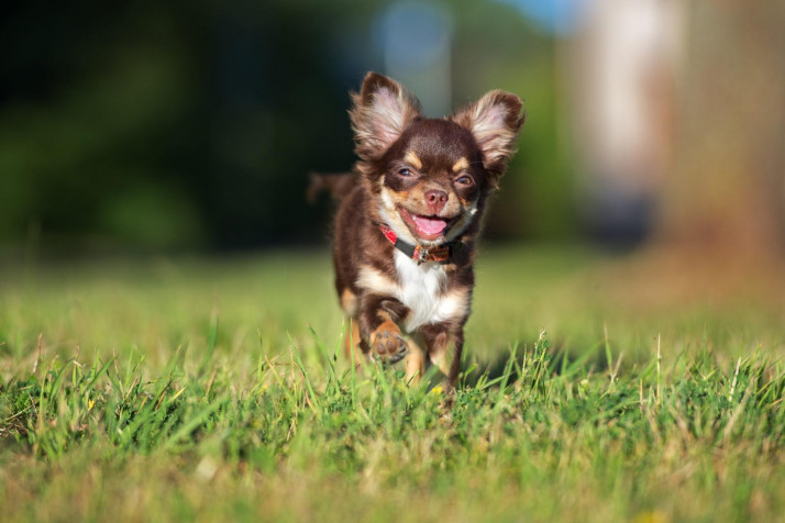 Chihuahua MacBook Background 1920x1281px