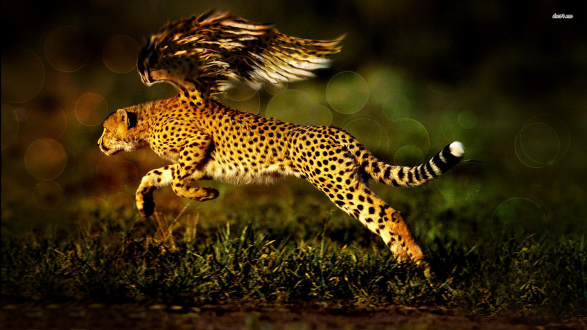 Gepard Full HD 1080p Wallpaper 1920x1080px