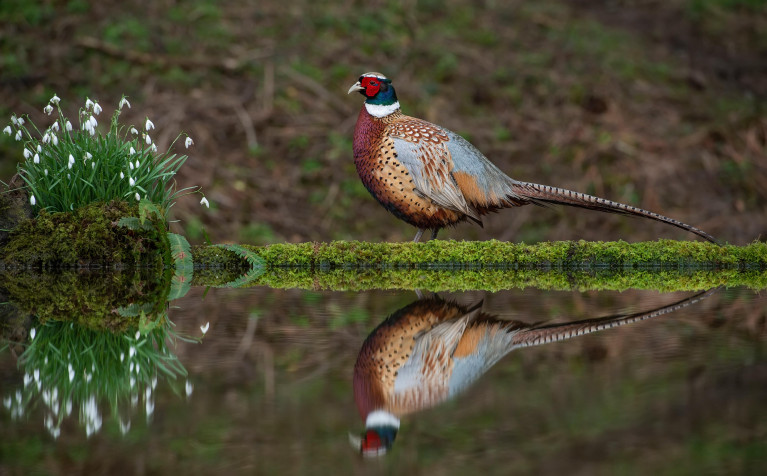 Golden Pheasant HD Background 4834x2999px