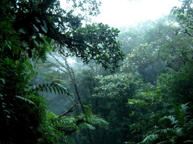 Monteverde Cloud Forest HD Background 1024x768px