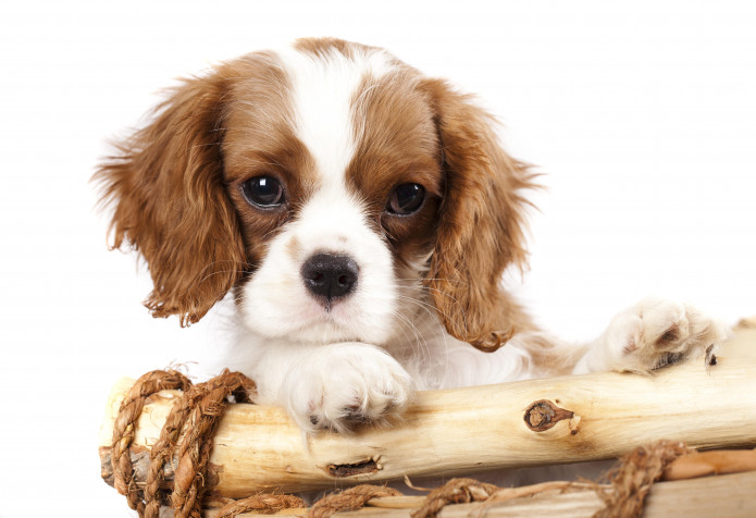 Charles Spaniel Dog HD Wallpaper 8000x5480px