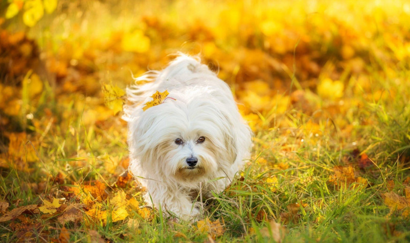 Maltese Dog HD Wallpaper 1920x1140px