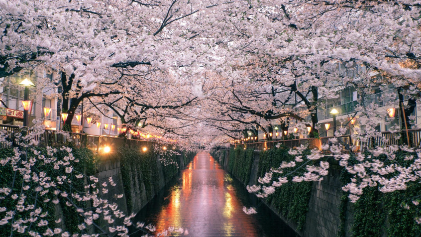 Japan Cherry Blossom 2k QHD Wallpaper 2560x1440px