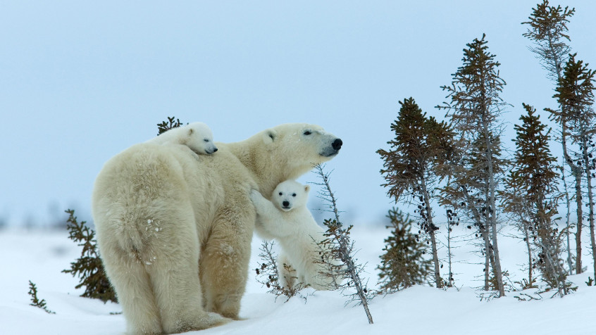 Polar Bear 4k UHD Wallpaper 3840x2160px