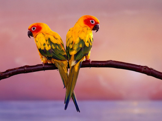 Birds MacBook Wallpaper 1600x1200px