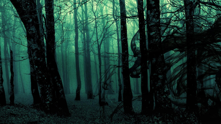 Dark Forest Full HD 1080p Wallpaper 1920x1080px