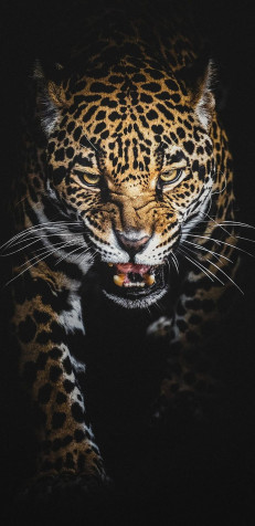 Jaguar Wallpaper for Mobile 800x1644px