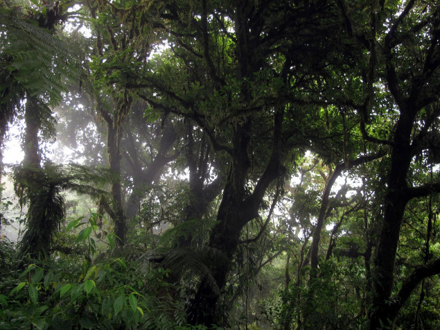 Monteverde Cloud Forest Background Image 2400x1800px