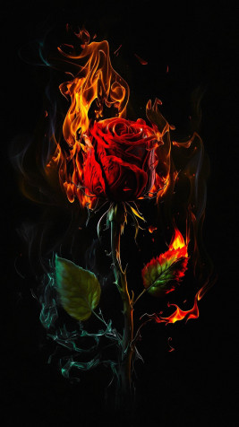 Rose Wallpaper for Mobile 1152x2048px