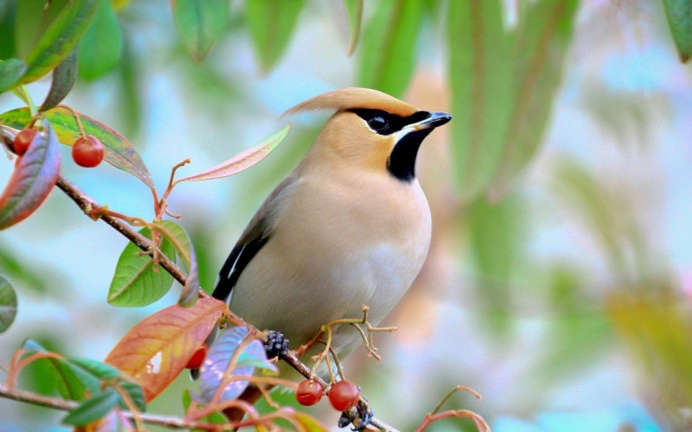 Birds Widescreen HD Wallpaper 1920x1200px