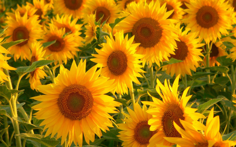 Sunflower Widescreen HD Wallpaper 1920x1200px