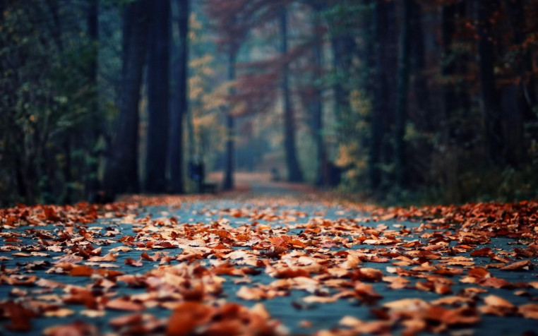 Cute Fall Widescreen HD Wallpaper 1920x1200px