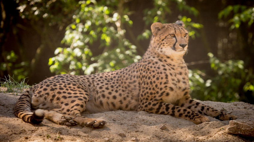 Gepard Full HD 1080p Wallpaper 1920x1080px