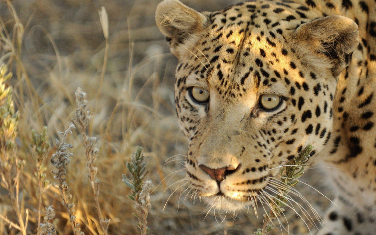 Gepard Widescreen HD Wallpaper 1920x1200px