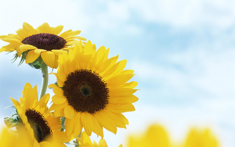 Sunflower Widescreen HD Wallpaper 1920x1200px