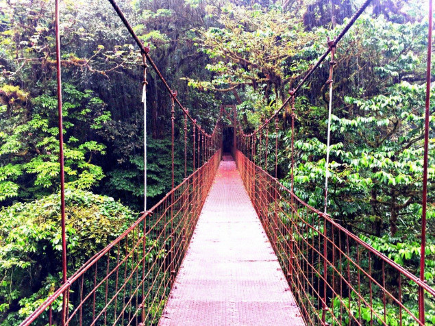 Monteverde Cloud Forest MacBook Background 1365x1024px