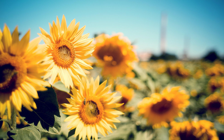 Sunflower Retina Widescreen Wallpaper 2880x1800px