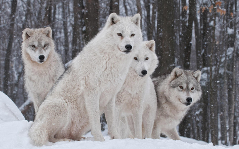 White Wolf Laptop Background 2560x1600px