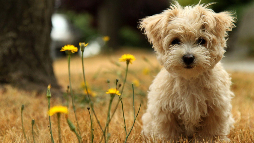 Cute Hd Full HD 1080p Wallpaper 1920x1080px