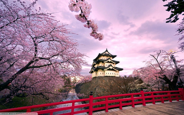 Japan Cherry Blossom Widescreen HD Wallpaper 1920x1200px