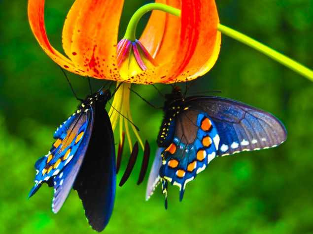 Butterfly Wallpaper Image 1600x1200px