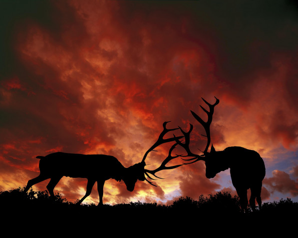 Yellowstone National Park MacBook Wallpaper 3200x2560px