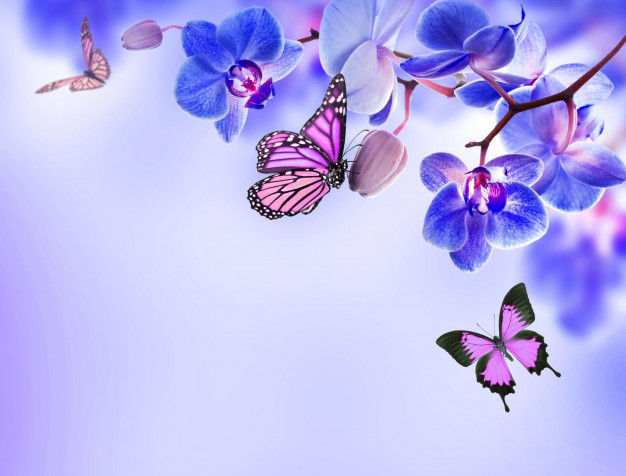 Butterflies Hd MacBook Wallpaper 1920x1459px