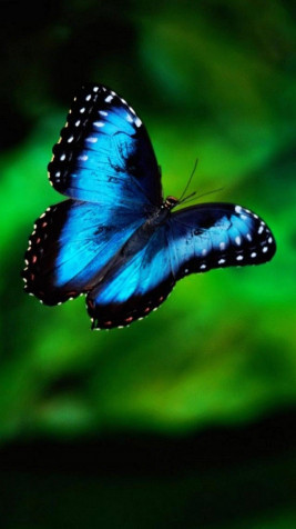 Butterfly Phone Background Image 1080x1920px