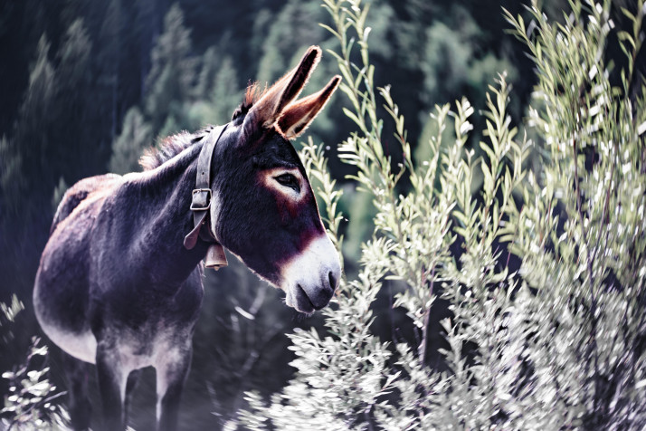 Donkey Desktop HD Background 4721x3147px