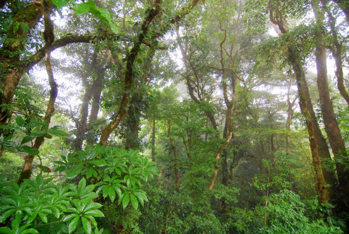 Monteverde Cloud Forest HD Wallpaper 2048x1372px