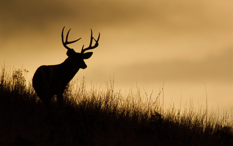 Deer MacBook Background 2560x1600px