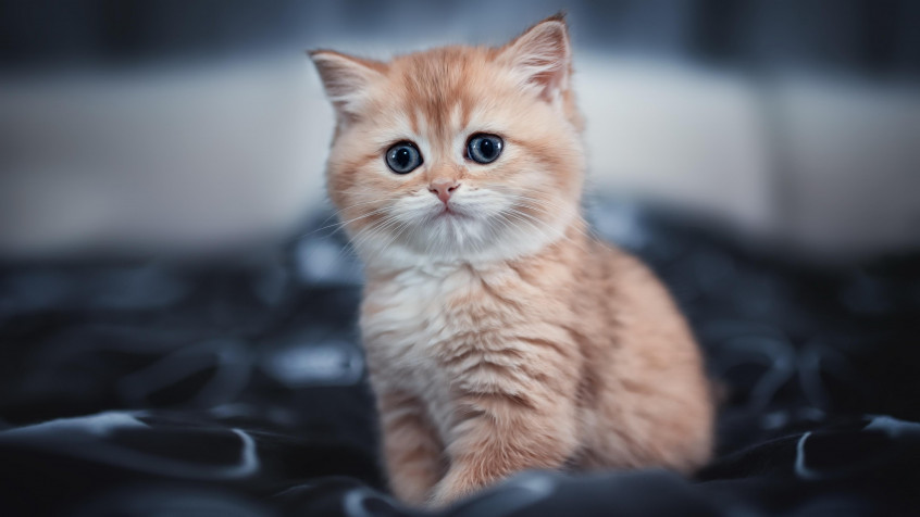 Cute Hd 4k UHD Wallpaper 3840x2160px