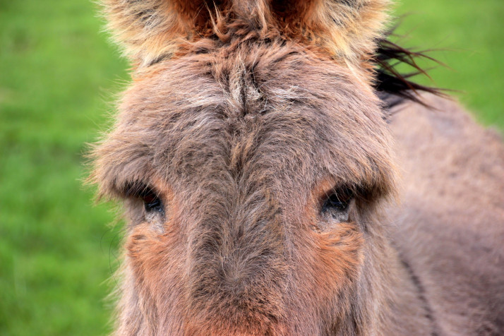 Donkey Background Image 5184x3456px