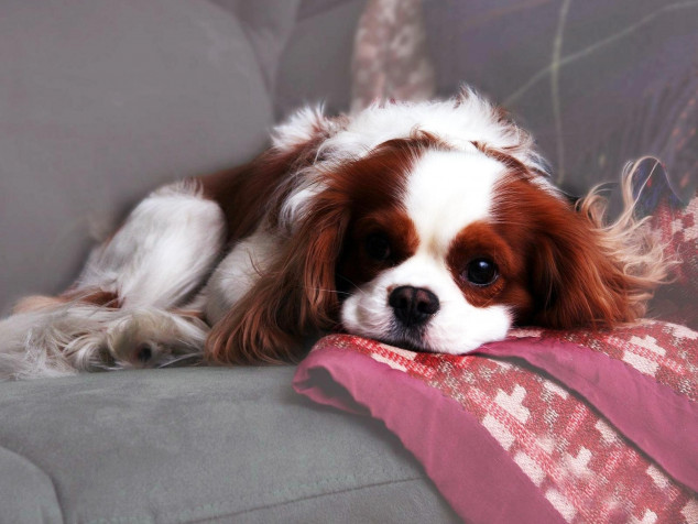 Charles Spaniel Dog Desktop HD Wallpaper 2560x1920px