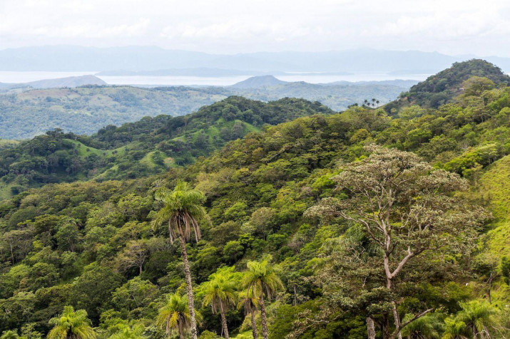 Monteverde Cloud Forest Laptop Background 1280x853px