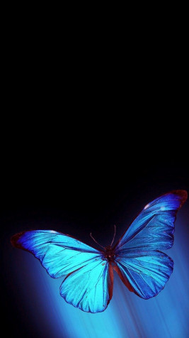 Butterfly iPhone Background Image 1080x1920px