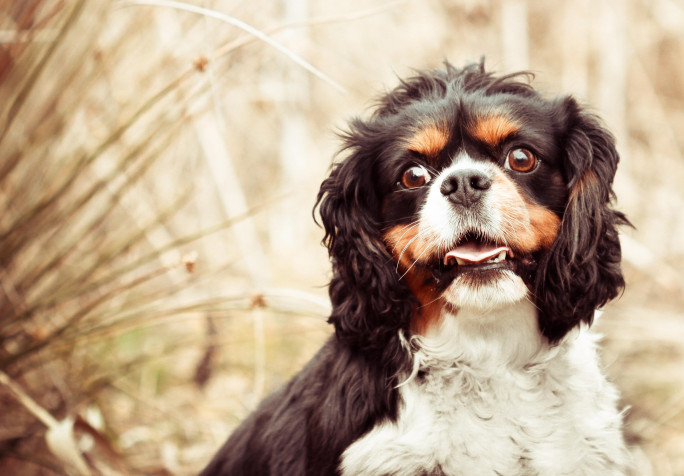 Charles Spaniel Dog Desktop Background 3521x2448px