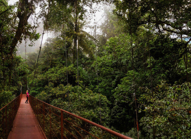 Monteverde Cloud Forest HD Background 2500x1818px