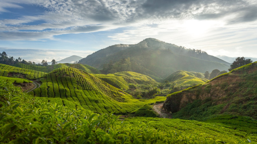 Cameron Highlands Desktop Wallpaper 1440x810px