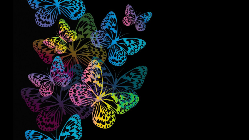 Butterflies Hd Full HD 1080p Wallpaper 1920x1080px